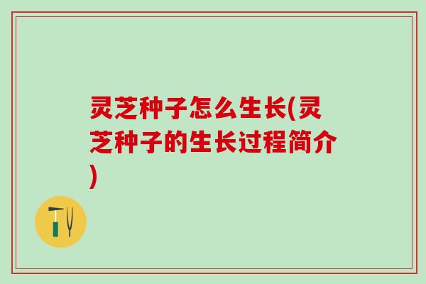 灵芝种子怎么生长(灵芝种子的生长过程简介)