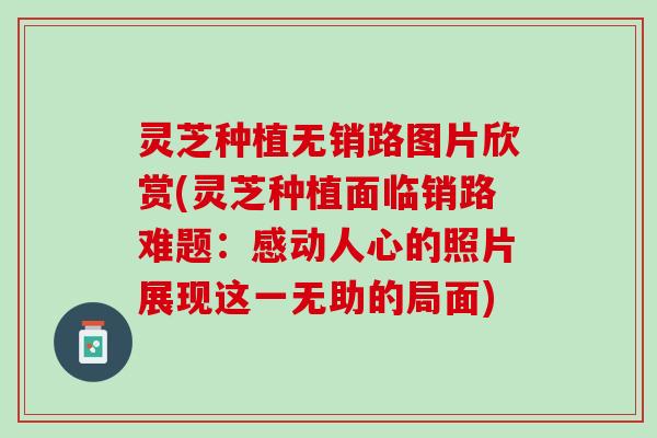 灵芝种植无销路图片欣赏(灵芝种植面临销路难题：感动人心的照片展现这一无助的局面)
