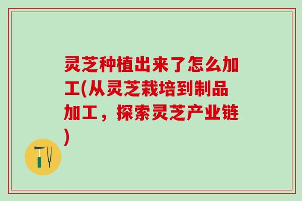 灵芝种植出来了怎么加工(从灵芝栽培到制品加工，探索灵芝产业链)