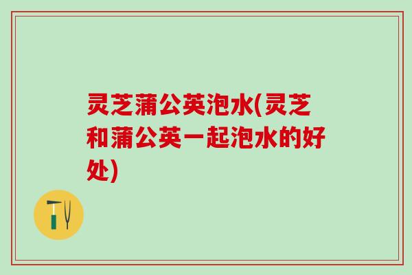 灵芝蒲公英泡水(灵芝和蒲公英一起泡水的好处)