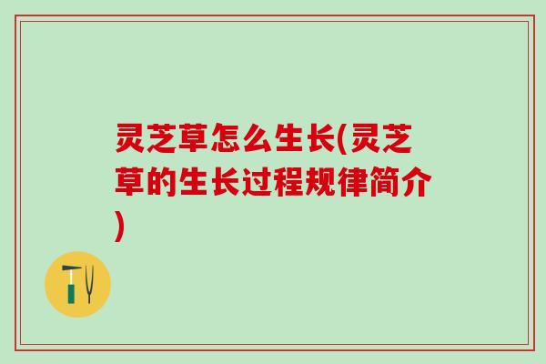 灵芝草怎么生长(灵芝草的生长过程规律简介)