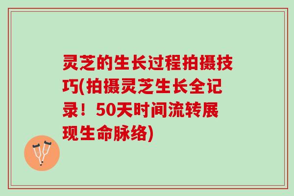 灵芝的生长过程拍摄技巧(拍摄灵芝生长全记录！50天时间流转展现生命脉络)