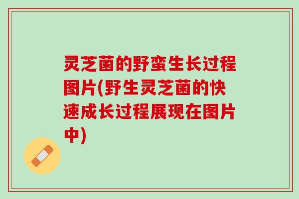 灵芝菌的野蛮生长过程图片(野生灵芝菌的快速成长过程展现在图片中)