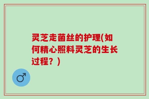 灵芝走菌丝的护理(如何精心照料灵芝的生长过程？)
