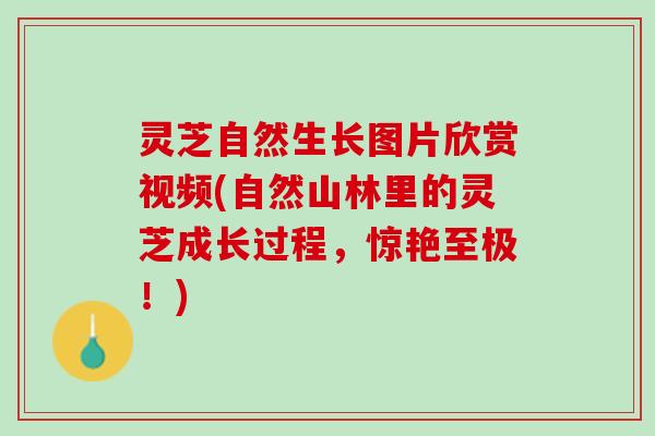 灵芝自然生长图片欣赏视频(自然山林里的灵芝成长过程，惊艳至极！)
