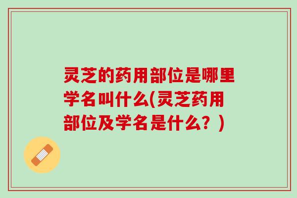 灵芝的药用部位是哪里学名叫什么(灵芝药用部位及学名是什么？)