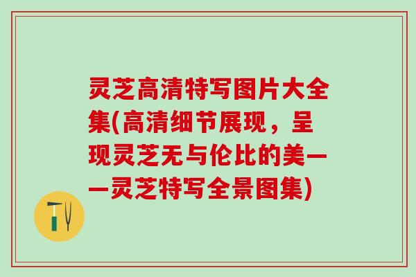 灵芝高清特写图片大全集(高清细节展现，呈现灵芝无与伦比的美——灵芝特写全景图集)