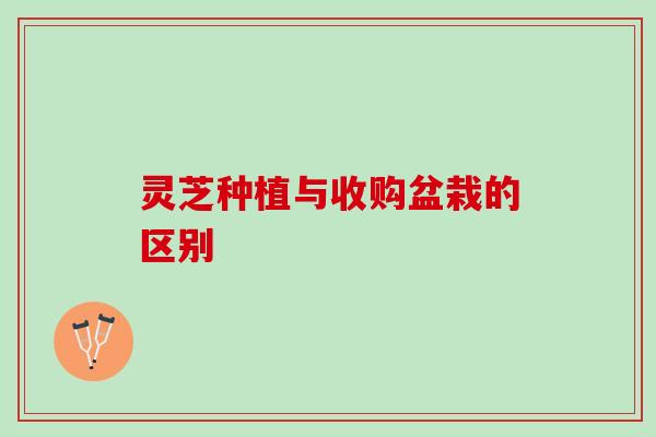 灵芝种植与收购盆栽的区别