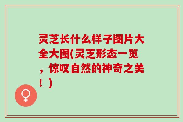 灵芝长什么样子图片大全大图(灵芝形态一览，惊叹自然的神奇之美！)