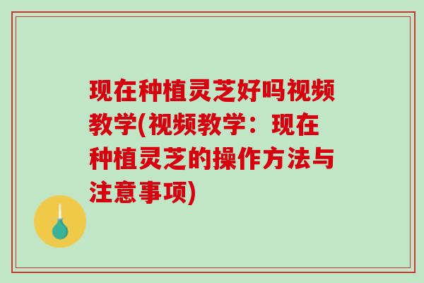 现在种植灵芝好吗视频教学(视频教学：现在种植灵芝的操作方法与注意事项)