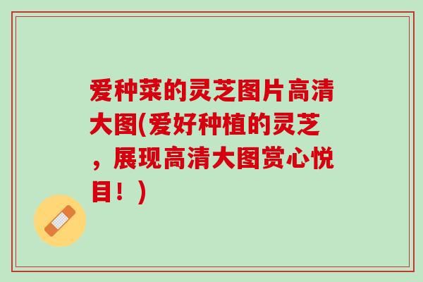 爱种菜的灵芝图片高清大图(爱好种植的灵芝，展现高清大图赏心悦目！)