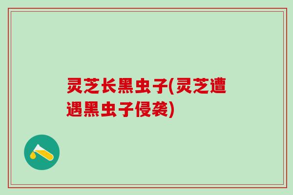 灵芝长黑虫子(灵芝遭遇黑虫子侵袭) 灵芝长黑虫子(灵芝遭遇黑虫子侵袭)