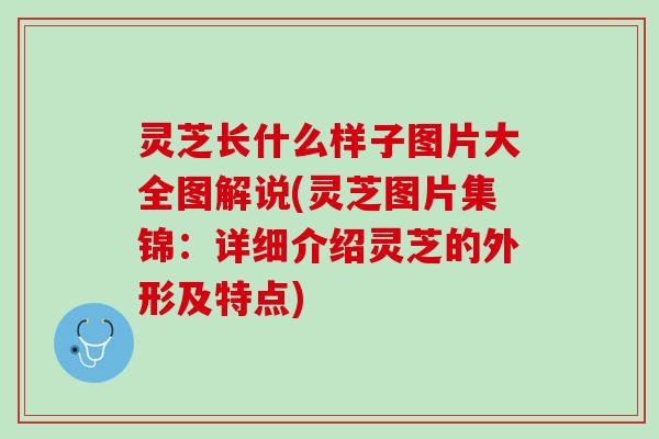 灵芝长什么样子图片大全图解说(灵芝图片集锦：详细介绍灵芝的外形及特点)