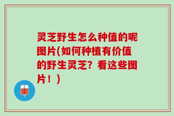 灵芝野生怎么种值的呢图片(如何种植有价值的野生灵芝？看这些图片！)