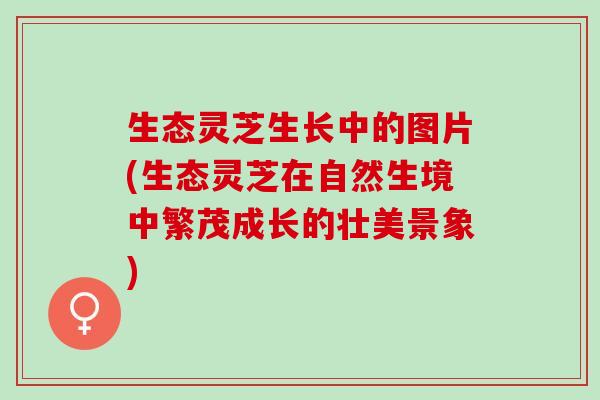 生态灵芝生长中的图片(生态灵芝在自然生境中繁茂成长的壮美景象) 生态灵芝生长中的图片(生态灵芝在自然生境中繁茂成长的壮美景象)