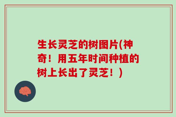 生长灵芝的树图片(神奇!用五年时间种植的树上长出了灵芝!) 生长灵芝的树图片(神奇!用五年时间种植的树上长出了灵芝!)