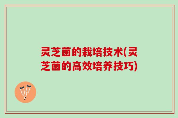 灵芝菌的栽培技术(灵芝菌的高效培养技巧)