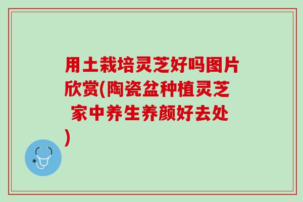 用土栽培灵芝好吗图片欣赏(陶瓷盆种植灵芝 家中养生养颜好去处)