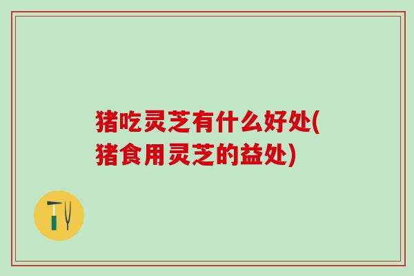 猪吃灵芝有什么好处(猪食用灵芝的益处) 猪吃灵芝有什么好处(猪食用灵芝的益处)