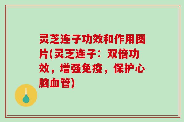 灵芝连子功效和作用图片(灵芝连子：双倍功效，增强免疫，保护心脑血管)