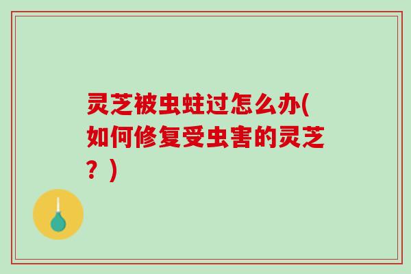 灵芝被虫蛀过怎么办(如何修复受虫害的灵芝？)