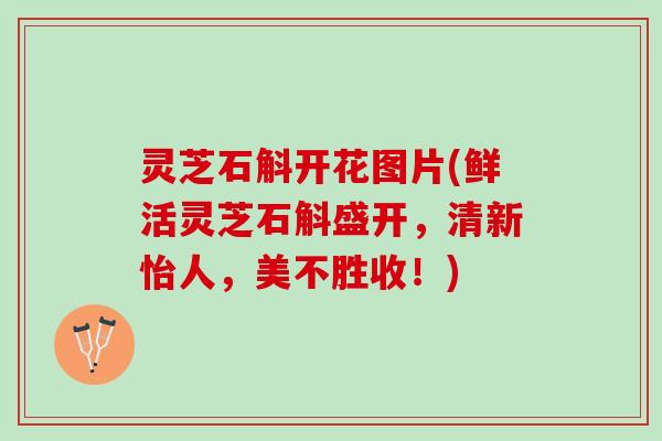 灵芝石斛开花图片(鲜活灵芝石斛盛开，清新怡人，美不胜收！)