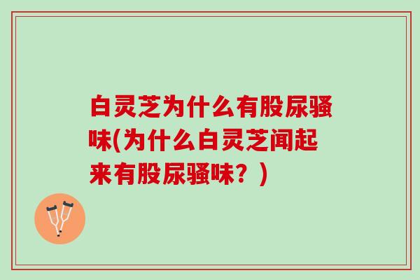 白灵芝为什么有股尿骚味(为什么白灵芝闻起来有股尿骚味？)