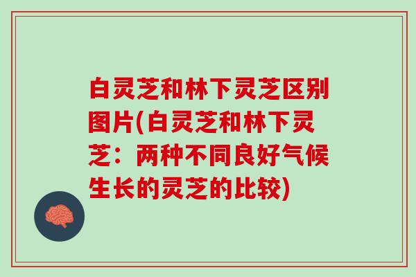 白灵芝和林下灵芝区别图片(白灵芝和林下灵芝:两种不同良好气候生长的灵芝的比较) 白灵芝和林下灵芝区别图片(白灵芝和林下灵芝:两种不同良好气候生长的灵芝的比较)