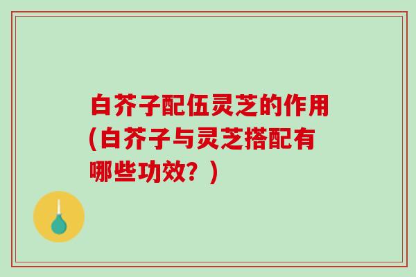 白芥子配伍灵芝的作用(白芥子与灵芝搭配有哪些功效?) 白芥子配伍灵芝的作用(白芥子与灵芝搭配有哪些功效?)