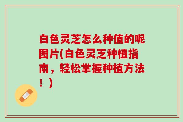 白色灵芝怎么种值的呢图片(白色灵芝种植指南，轻松掌握种植方法！)