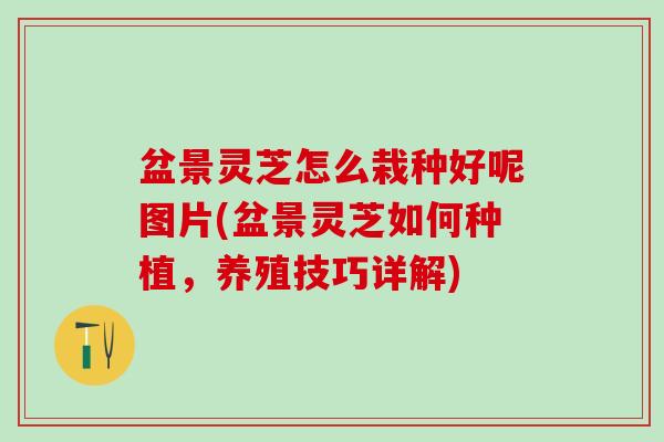 盆景灵芝怎么栽种好呢图片(盆景灵芝如何种植，养殖技巧详解)