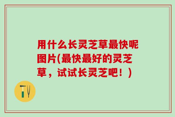 用什么长灵芝草快呢图片(快好的灵芝草,试试长灵芝吧!) 用什么长灵芝草快呢图片(快好的灵芝草,试试长灵芝吧!)