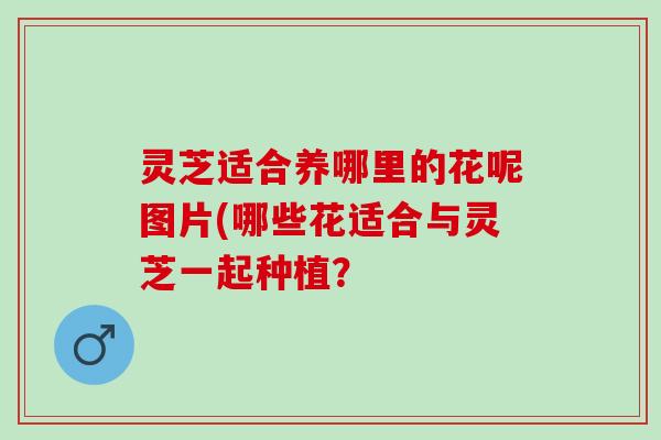 灵芝适合养哪里的花呢图片(哪些花适合与灵芝一起种植？
