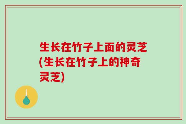 生长在竹子上面的灵芝(生长在竹子上的神奇灵芝) 生长在竹子上面的灵芝(生长在竹子上的神奇灵芝)