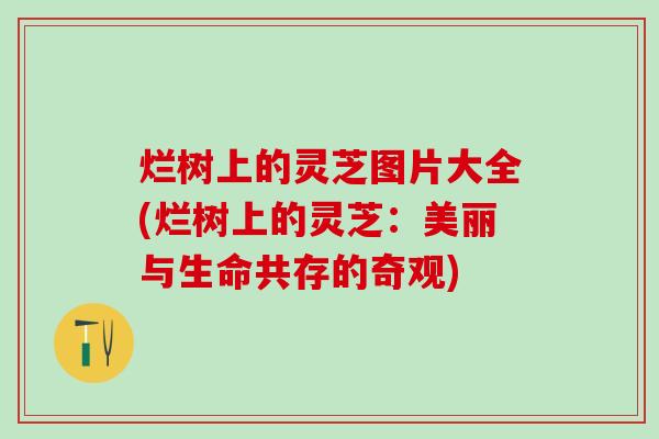 烂树上的灵芝图片大全(烂树上的灵芝：美丽与生命共存的奇观)