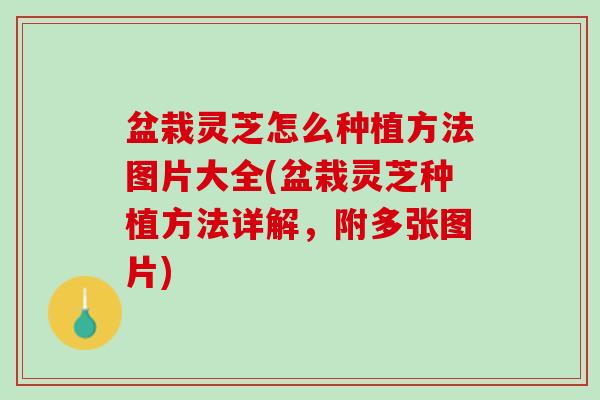 盆栽灵芝怎么种植方法图片大全(盆栽灵芝种植方法详解,附多张图片) 盆栽灵芝怎么种植方法图片大全(盆栽灵芝种植方法详解,附多张图片)