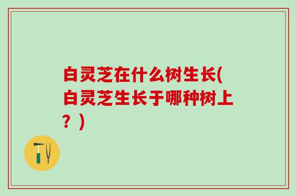 白灵芝在什么树生长(白灵芝生长于哪种树上?) 白灵芝在什么树生长(白灵芝生长于哪种树上?)