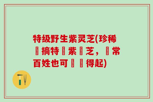 特级野生紫灵芝(珍稀現摘特級紫靈芝，尋常百姓也可負擔得起)