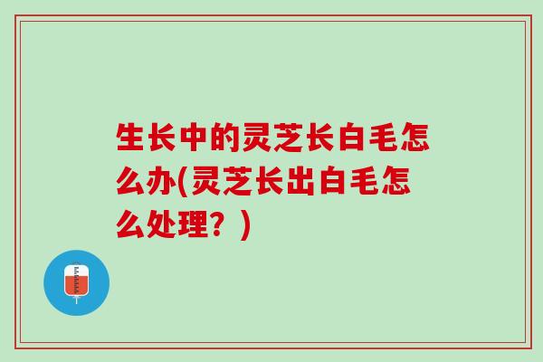 生长中的灵芝长白毛怎么办(灵芝长出白毛怎么处理?) 生长中的灵芝长白毛怎么办(灵芝长出白毛怎么处理?)