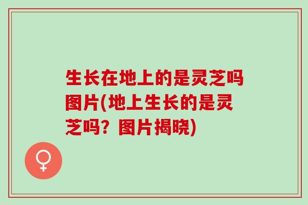 生长在地上的是灵芝吗图片(地上生长的是灵芝吗？图片揭晓)