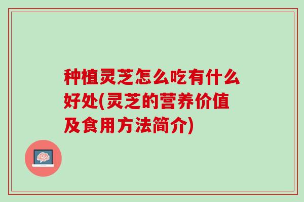 种植灵芝怎么吃有什么好处(灵芝的营养价值及食用方法简介)