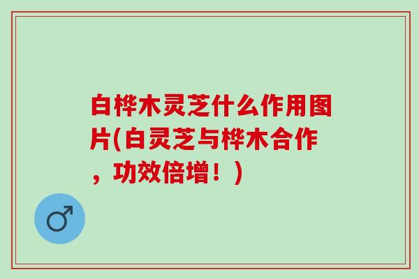 白桦木灵芝什么作用图片(白灵芝与桦木合作，功效倍增！)