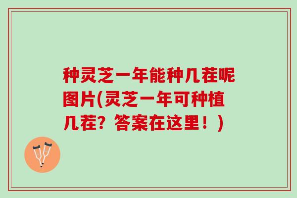 种灵芝一年能种几茬呢图片(灵芝一年可种植几茬？答案在这里！)