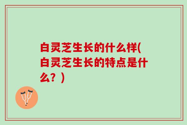 白灵芝生长的什么样(白灵芝生长的特点是什么？)