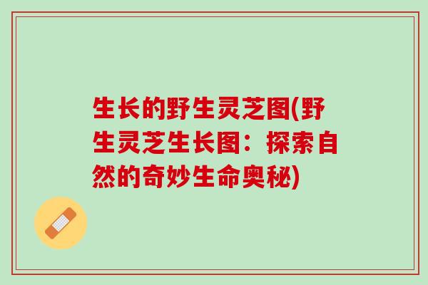 生长的野生灵芝图(野生灵芝生长图:探索自然的奇妙生命奥秘) 生长的野生灵芝图(野生灵芝生长图:探索自然的奇妙生命奥秘)