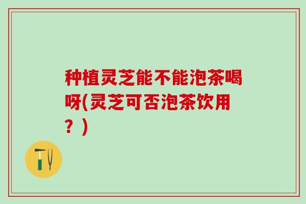 种植灵芝能不能泡茶喝呀(灵芝可否泡茶饮用？)
