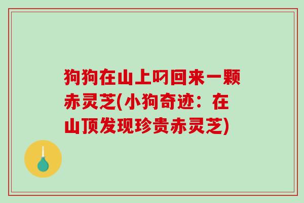 狗狗在山上叼回来一颗赤灵芝(小狗奇迹：在山顶发现珍贵赤灵芝)