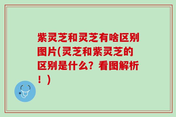 紫灵芝和灵芝有啥区别图片(灵芝和紫灵芝的区别是什么?看图解析!) 紫灵芝和灵芝有啥区别图片(灵芝和紫灵芝的区别是什么?看图解析!)