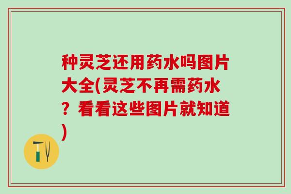 种灵芝还用药水吗图片大全(灵芝不再需药水？看看这些图片就知道)