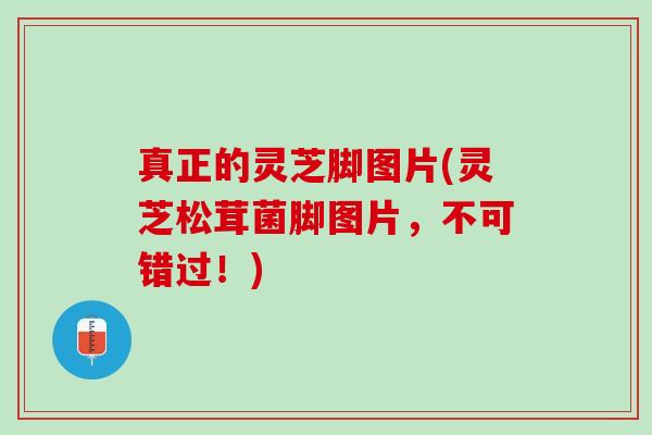 真正的灵芝脚图片(灵芝松茸菌脚图片，不可错过！)